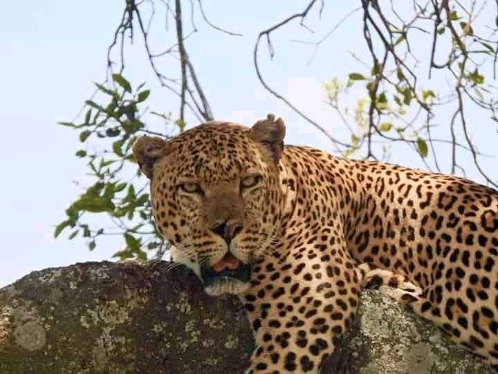 Maasai Mara Safari Tours