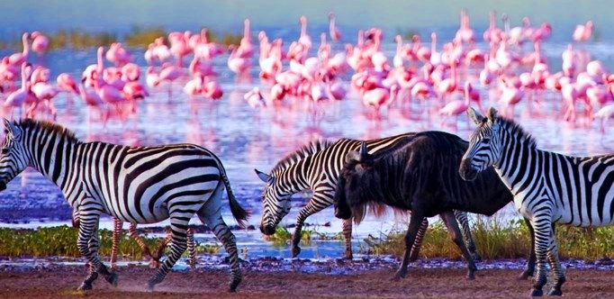 Lake Nakuru Safari Tours