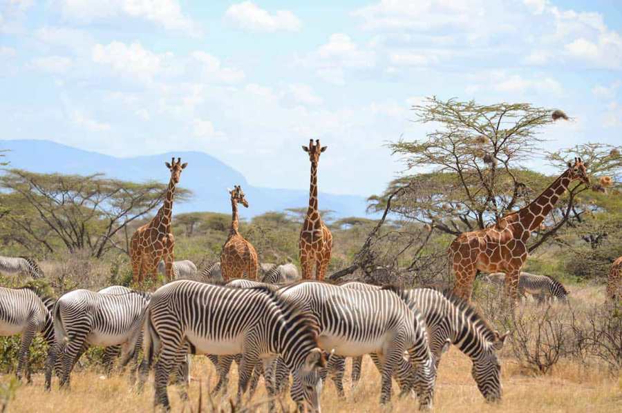 Samburu National Reserve Safari Tours