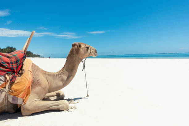Diani Beach Safari Tours