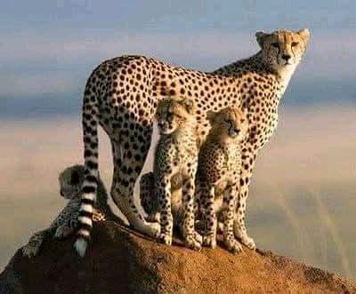 Tsavo East & West 'Man-Eaters' Safari