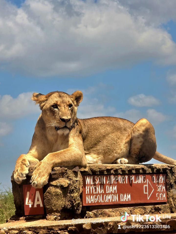 Masai Mara Hot Air Balloon & Bush Breakfast