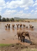 Kenya Big Three: Mara, Nakuru & Amboseli Safari