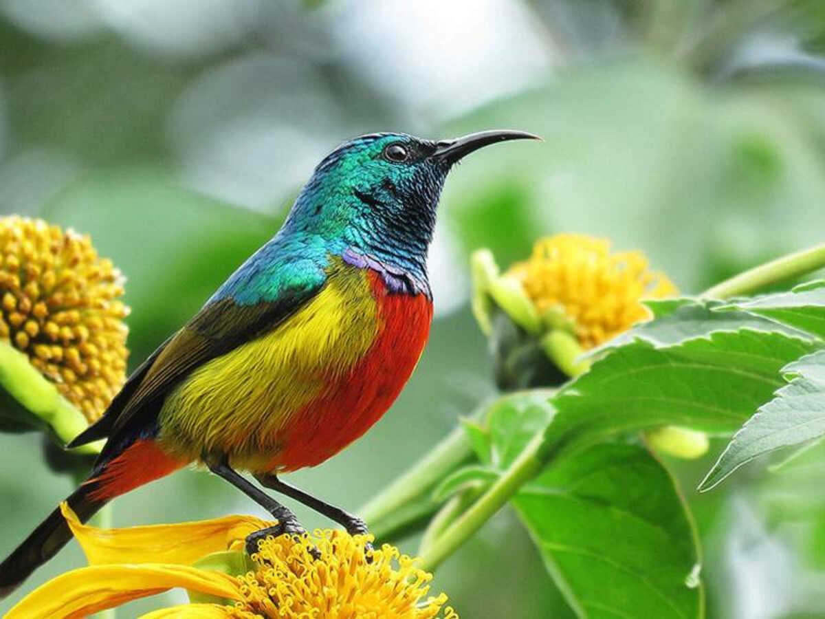 Western Kenya Birding & Chimpanzee Tour