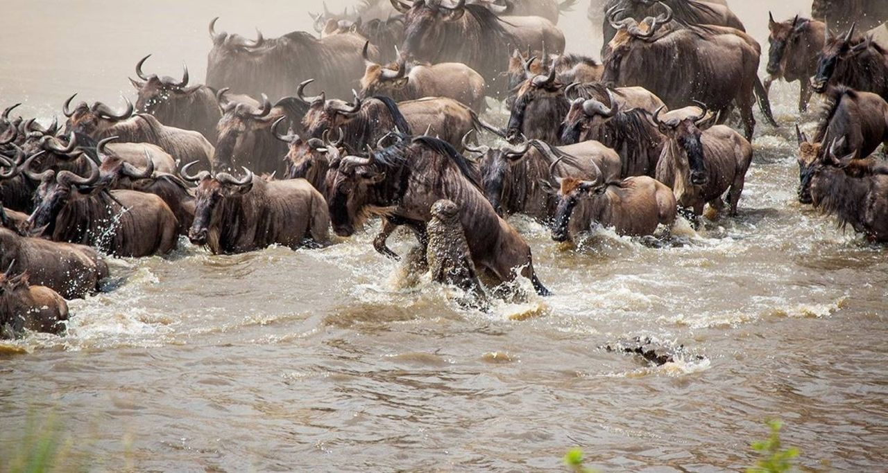 Kenya Big Three: Mara, Nakuru & Amboseli Safari