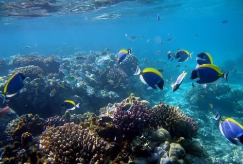 Watamu Marine National Park Snorkeling & Diving