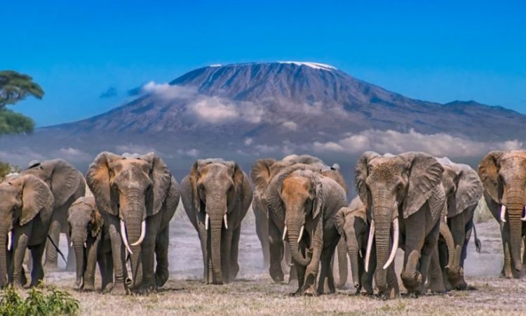 Amboseli's Elephant Kingdom & Kilimanjaro Views
