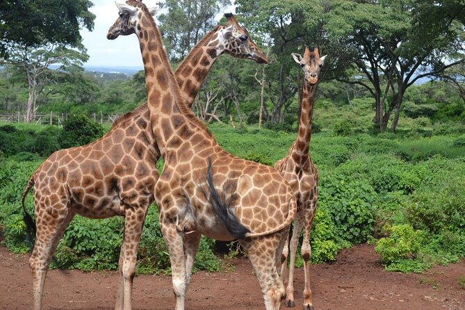 Nairobi Day Tour: Giraffe Center & Sheldrick Trust