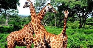 Karen Blixen Museum & Kazuri Beads Day Trip