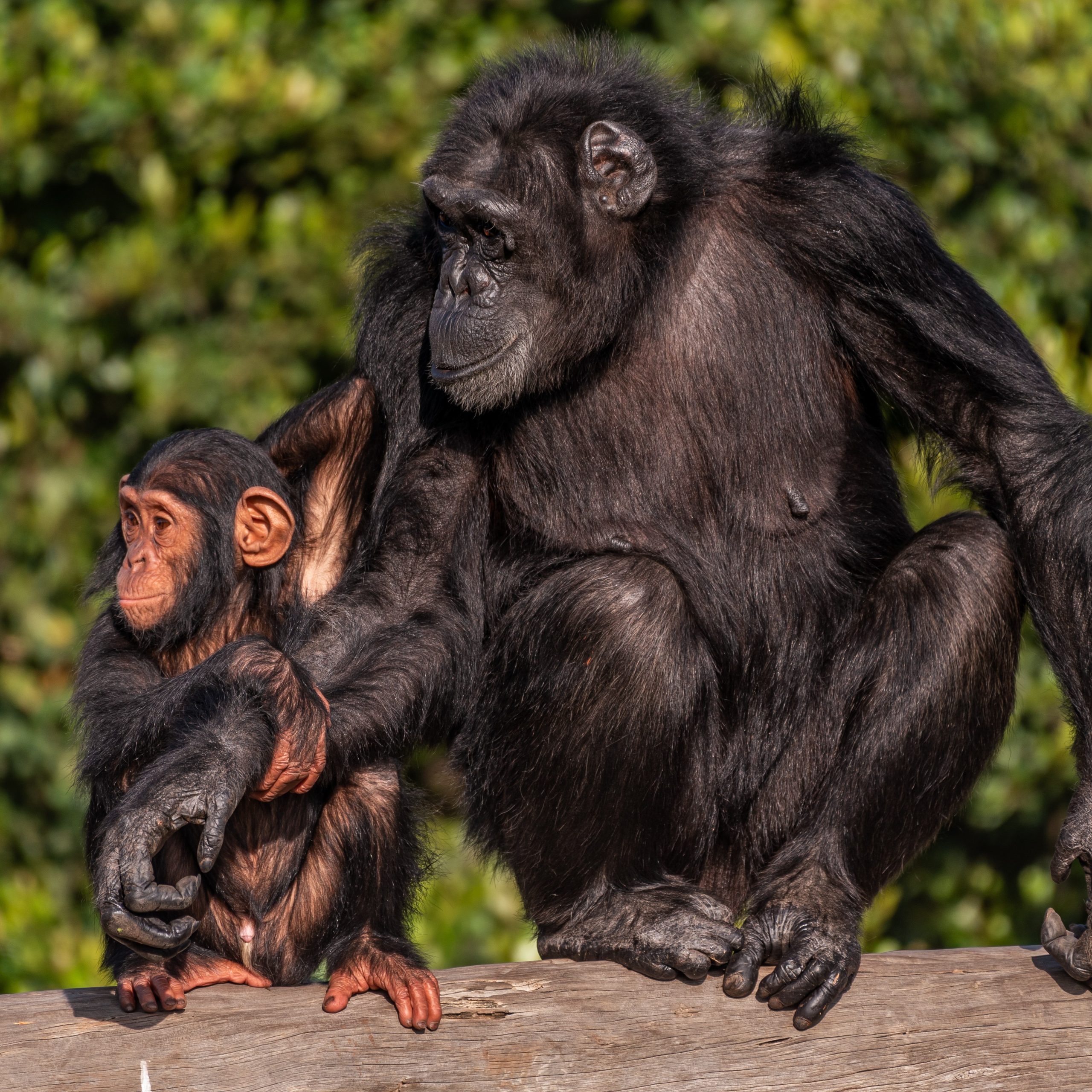 Ol Pejeta Sweetwaters Chimpanzee Sanctuary